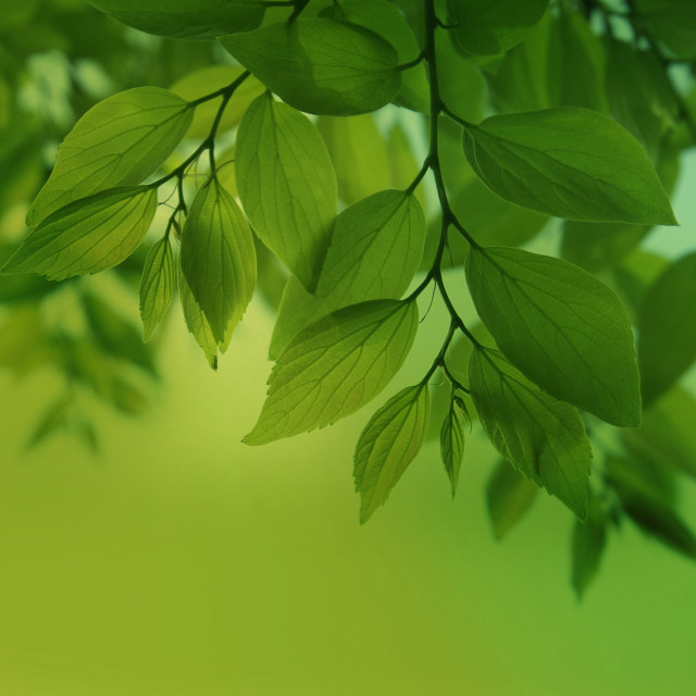 Green leafy branch bokeh nature #2 free wallpaper for tablet - medium preview image