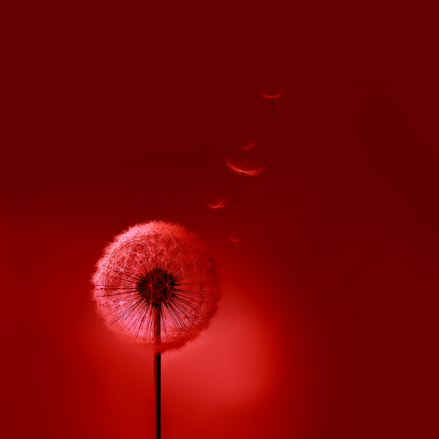 Dandelion red background red light free wallpaper for tablet - medium preview image