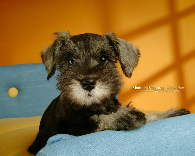 Small dog blue couch yellow free wallpaper for desktop - medium preview image