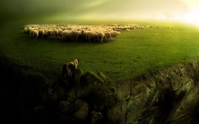 Sheep herd green field cliff free wallpaper for desktop - medium preview image
