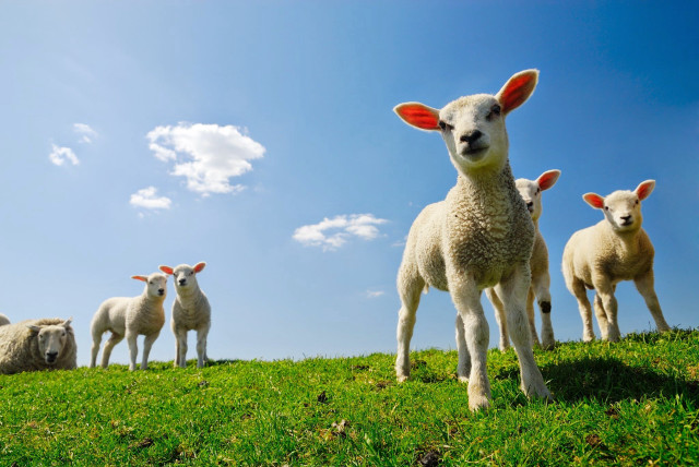 Sheep green field blue sky free wallpaper for desktop - medium preview image