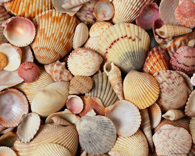 Sea shells table top pile free wallpaper for desktop - medium preview image