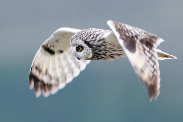 Bird flying wings spread eyes #2 free wallpaper for desktop - medium preview image