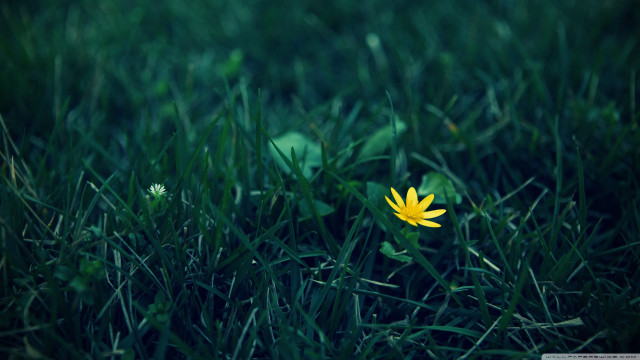 Yellow flower grass sunny day #2 free wallpaper for desktop - medium preview image