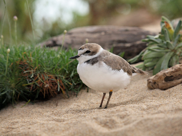Small bird sandy beach plants free wallpaper for desktop - medium preview image