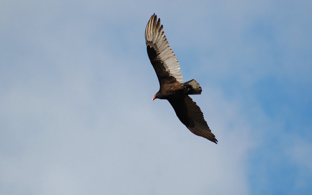 Large bird blue sky eagle free wallpaper for desktop - medium preview image