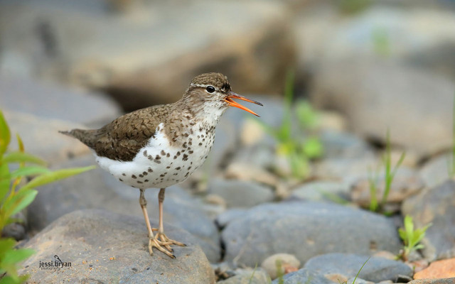 Small bird rock grass background free wallpaper for desktop - medium preview image