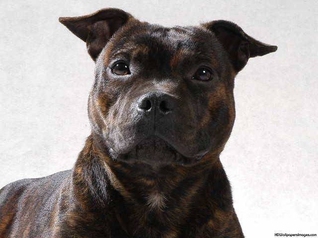 Sad dog portrait white background free wallpaper for desktop - medium preview image