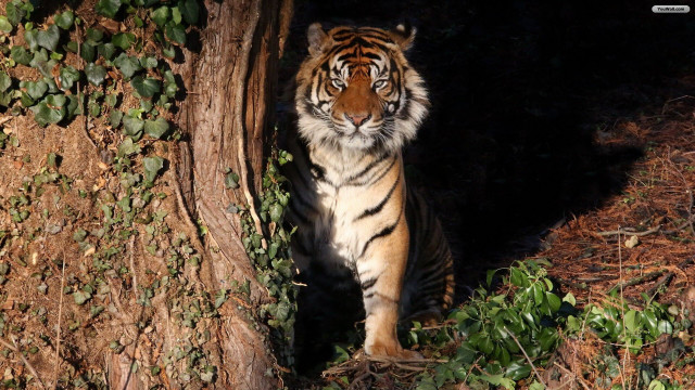 Tiger dark tree bushes jigsaw free wallpaper for desktop - medium preview image