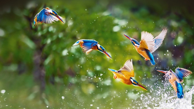 Birds flying water trees background free wallpaper for desktop - medium preview image