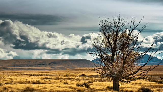 Lone tree field mountains clouds free wallpaper for desktop - medium preview image