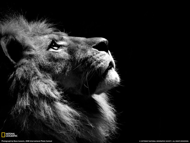 Lion looking up black background #3 free wallpaper for desktop - medium preview image