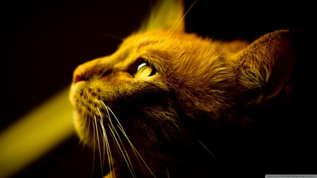 Cat closeup black background yellow free wallpaper for desktop - medium preview image