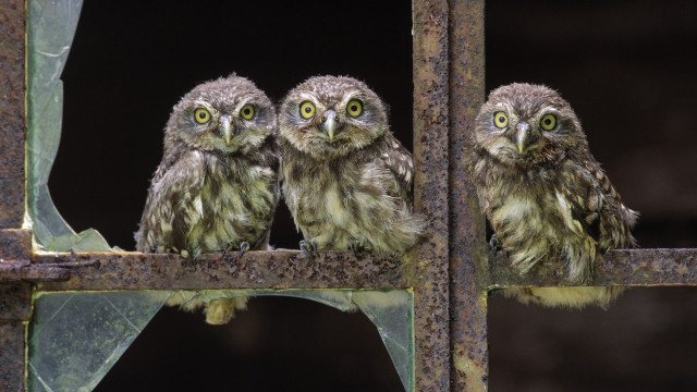 Three owls metal bar green free wallpaper for desktop - medium preview image