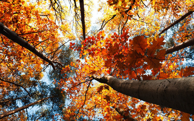Tree top leaves sky background free wallpaper for desktop - medium preview image