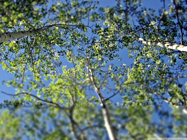 Trees view from below tops free wallpaper for desktop - medium preview image