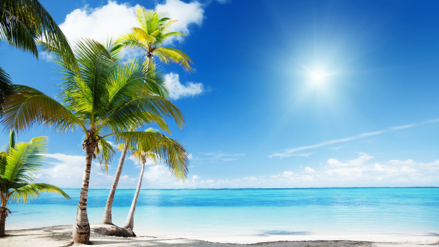 Beach palm trees sunshine ocean free wallpaper for desktop - medium preview image