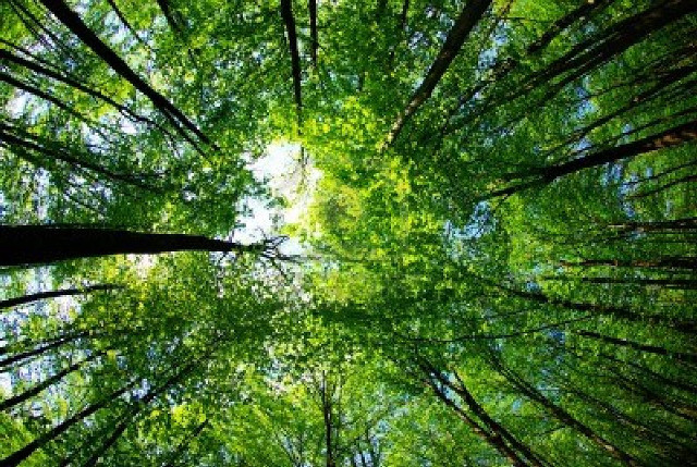 Tree top green leaves sky free wallpaper for desktop - medium preview image