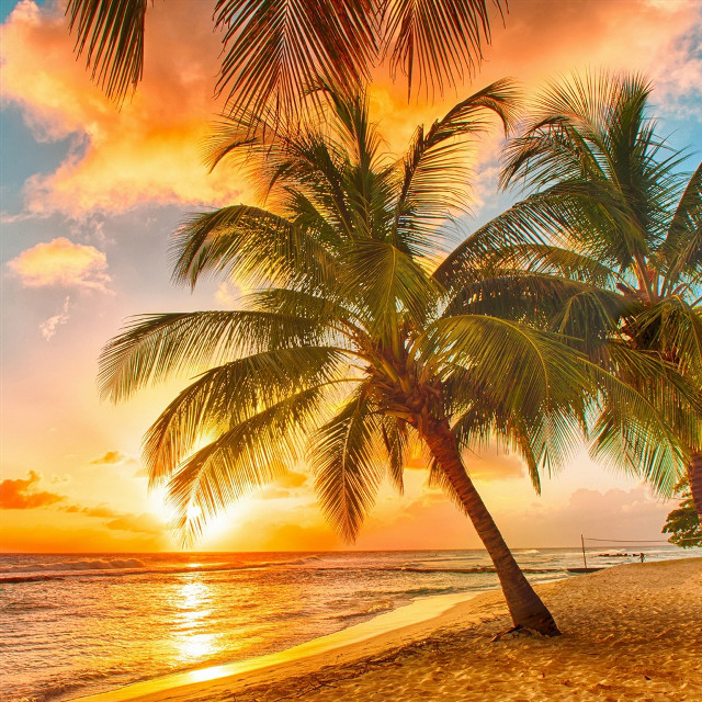 Palm tree beach sunset boat #2 free wallpaper for tablet - medium preview image