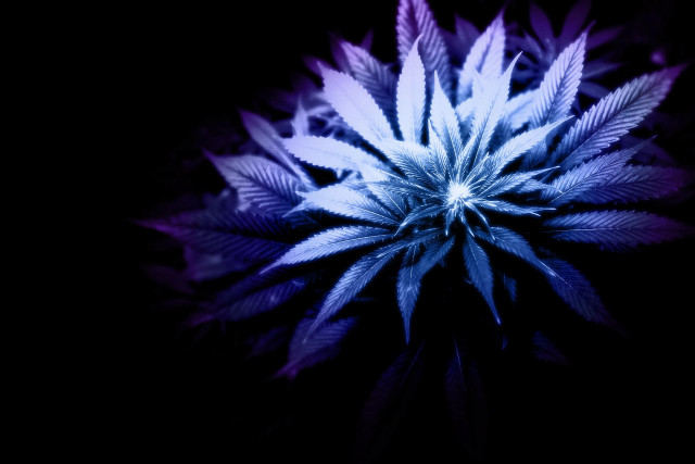 Blue white flower dark room free wallpaper for desktop - medium preview image