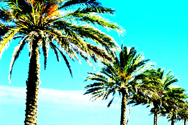 Palm beach sky fireworks nature free wallpaper for desktop - medium preview image