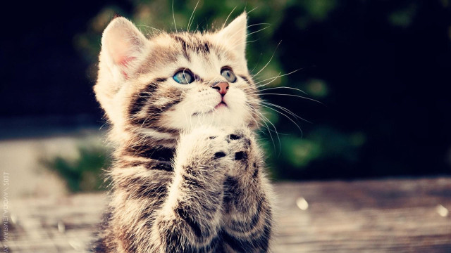 Kitten standing pawing camera wide #6 free wallpaper for desktop - medium preview image