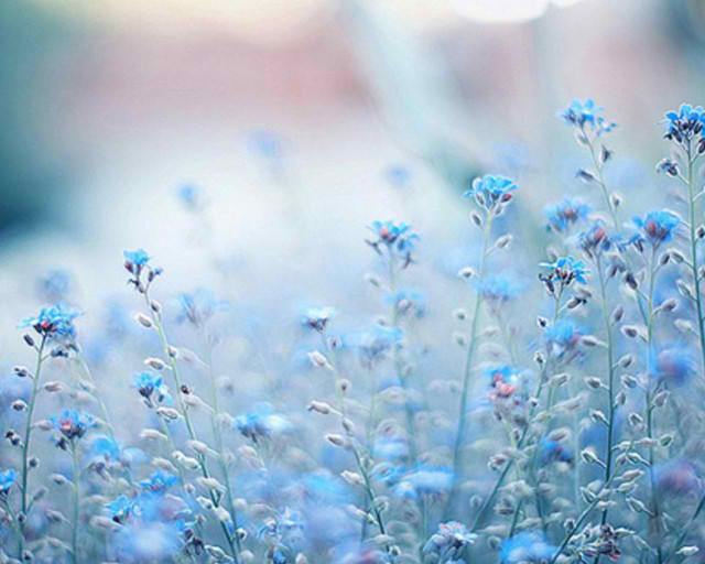 Blue flowers grass blurry background free wallpaper for desktop - medium preview image