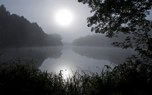 Foggy lake sun trees water free wallpaper for desktop - medium preview image