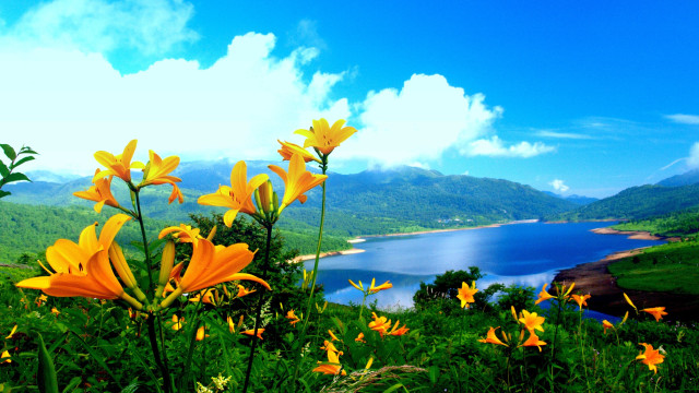 Yellow flowers lake mountains clouds #2 free wallpaper for desktop - medium preview image