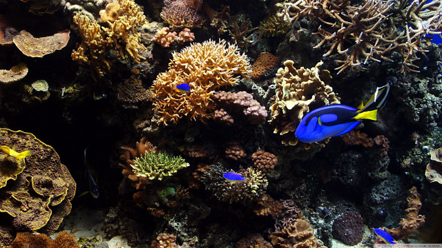Fish swimming aquarium corals marine #3 free wallpaper for desktop - medium preview image