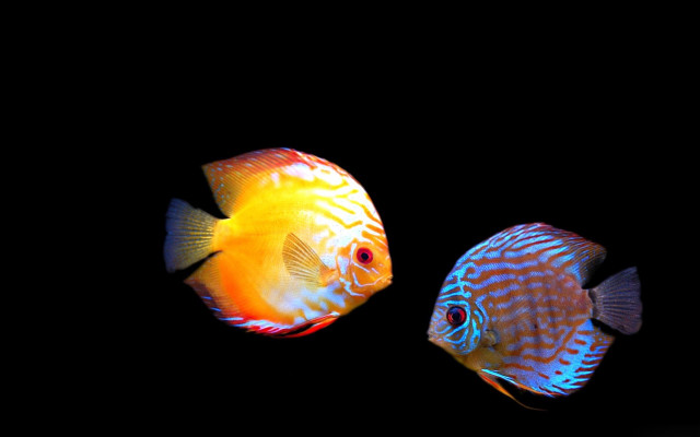 Two fish swimming dark water free wallpaper for desktop - medium preview image