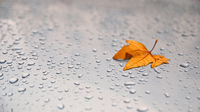 Leaf wet surface water droplets free wallpaper for desktop - medium preview image