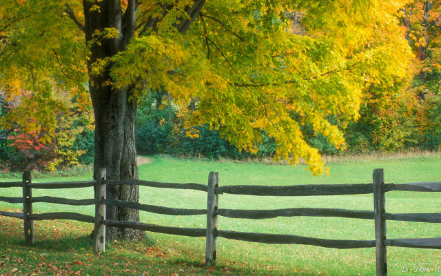Wooden fence yellow leaves bench free wallpaper for desktop - medium preview image