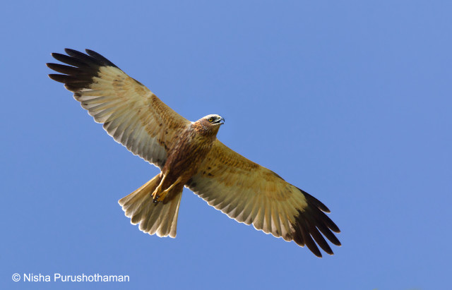 Bird flying air wings spread #16 free wallpaper for desktop - medium preview image