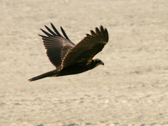 Bird flying air wings spread #2 free wallpaper for desktop - medium preview image