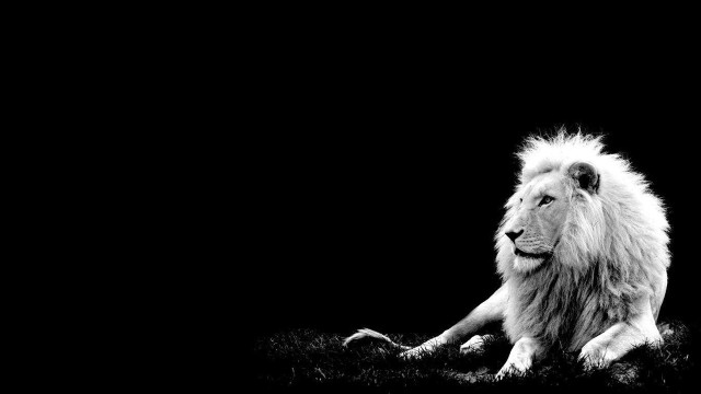 Lion laying grass dark night free wallpaper for desktop - medium preview image