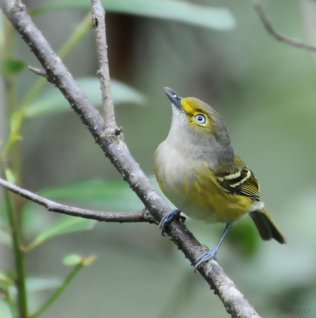 Small bird perched branch blurry #2 free wallpaper for tablet - medium preview image