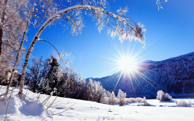 Sunny mountains snowy forest bright free wallpaper for desktop - medium preview image