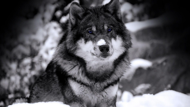 Wolf blue eyes snow camera #2 free wallpaper for desktop - medium preview image