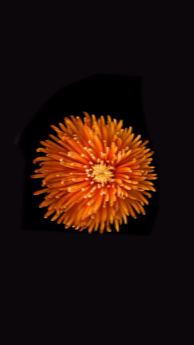 Flower dark background black border free wallpaper for mobile - medium preview image