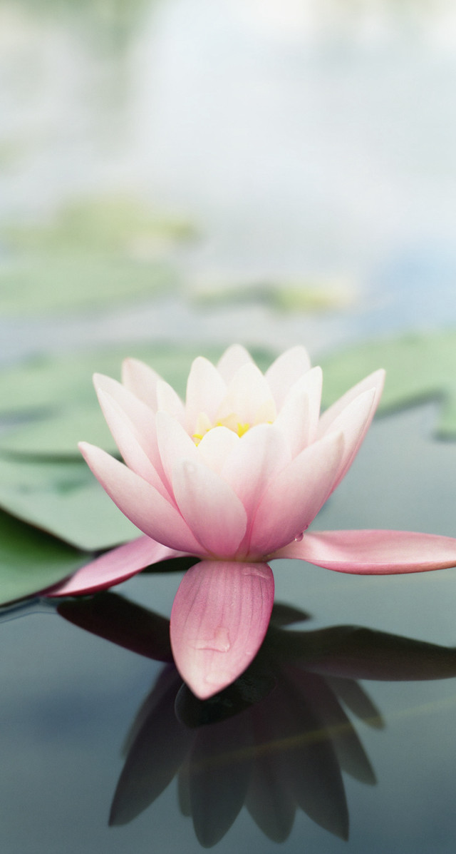 Pink flower floating pond lily #5 free wallpaper for mobile - medium preview image
