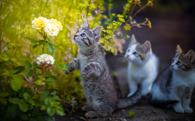 Three kittens garden looking sky free wallpaper for desktop - medium preview image