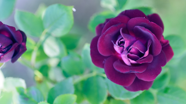 Purple rose garden macro rich free wallpaper for desktop - medium preview image