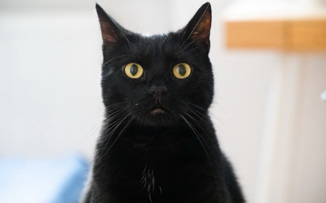 Black cat yellow eyes vanitas free wallpaper for desktop - medium preview image