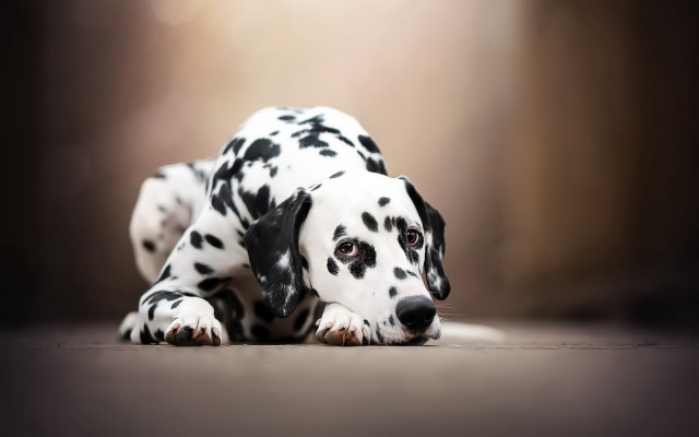 Dalmatian puppy laying down optical free wallpaper for desktop - medium preview image