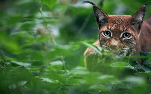 Cat bushes camera nature blurry free wallpaper for desktop - medium preview image