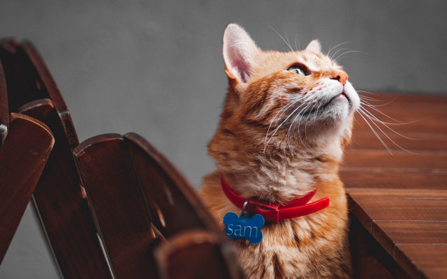 Cat bench looking up collar free wallpaper for desktop - medium preview image