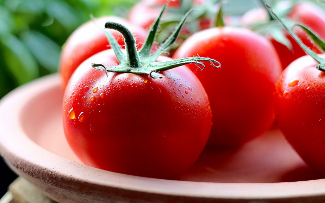 Tomatoes water droplets leaves macro free wallpaper for desktop - medium preview image
