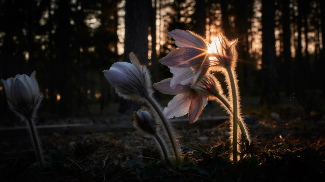 Two flowers forest sunset sunlight free wallpaper for desktop - medium preview image