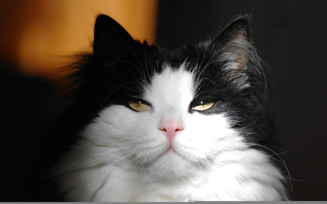 Black cat yellow eyes serious #5 free wallpaper for desktop - medium preview image